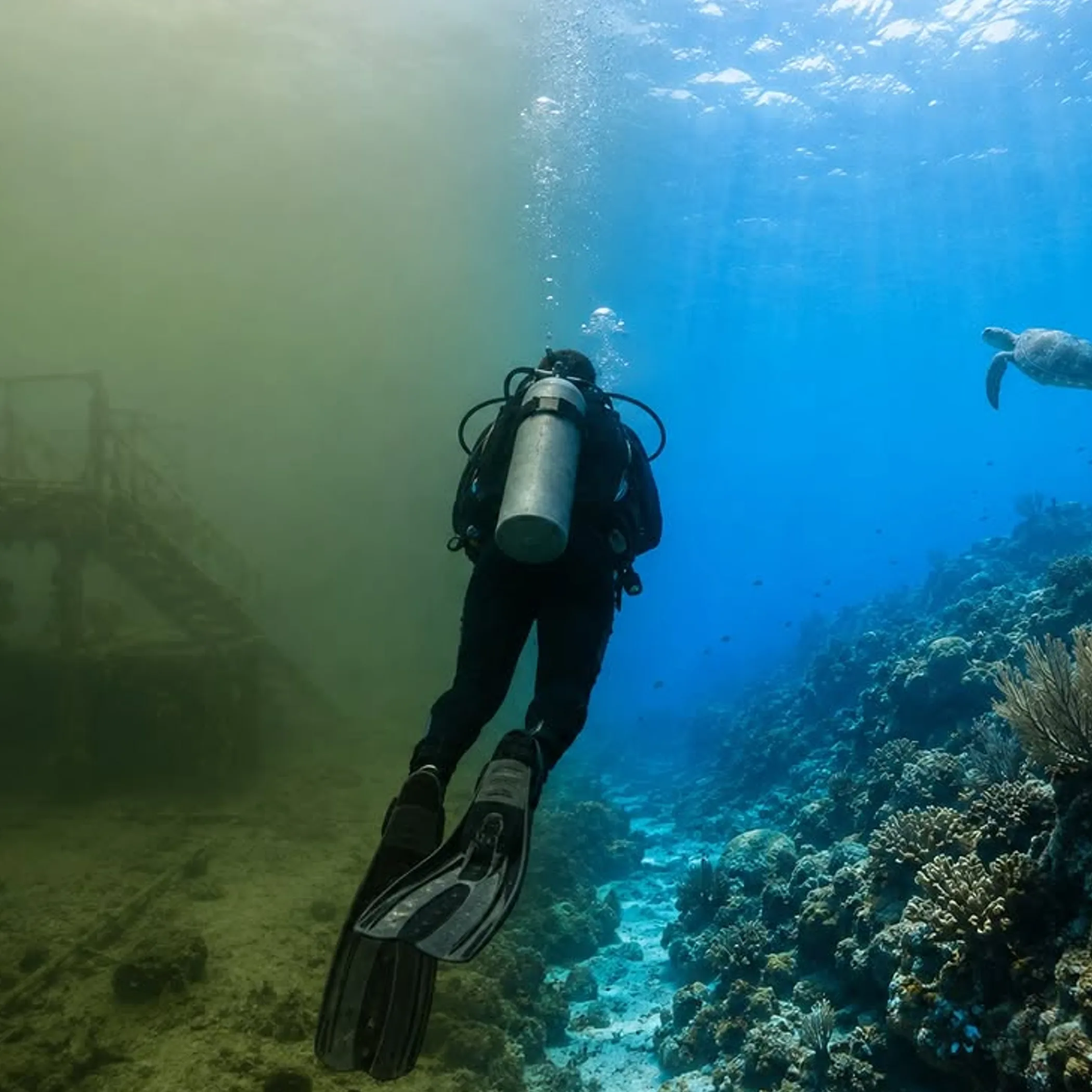 diver near reef with visibility contrast