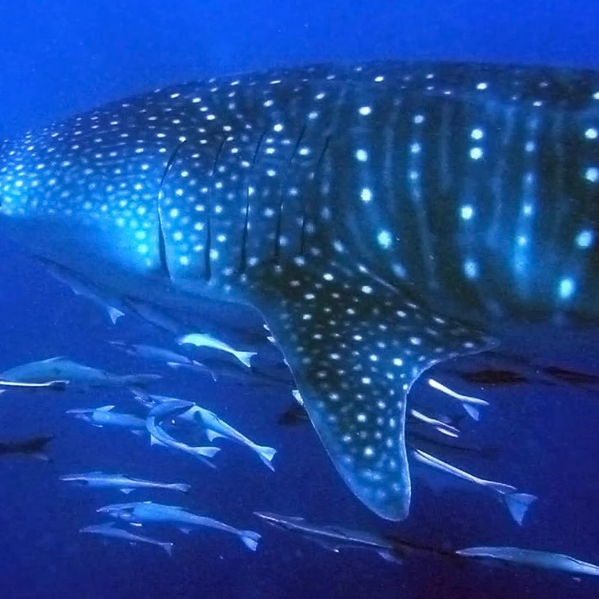 whale shark swimming underwater