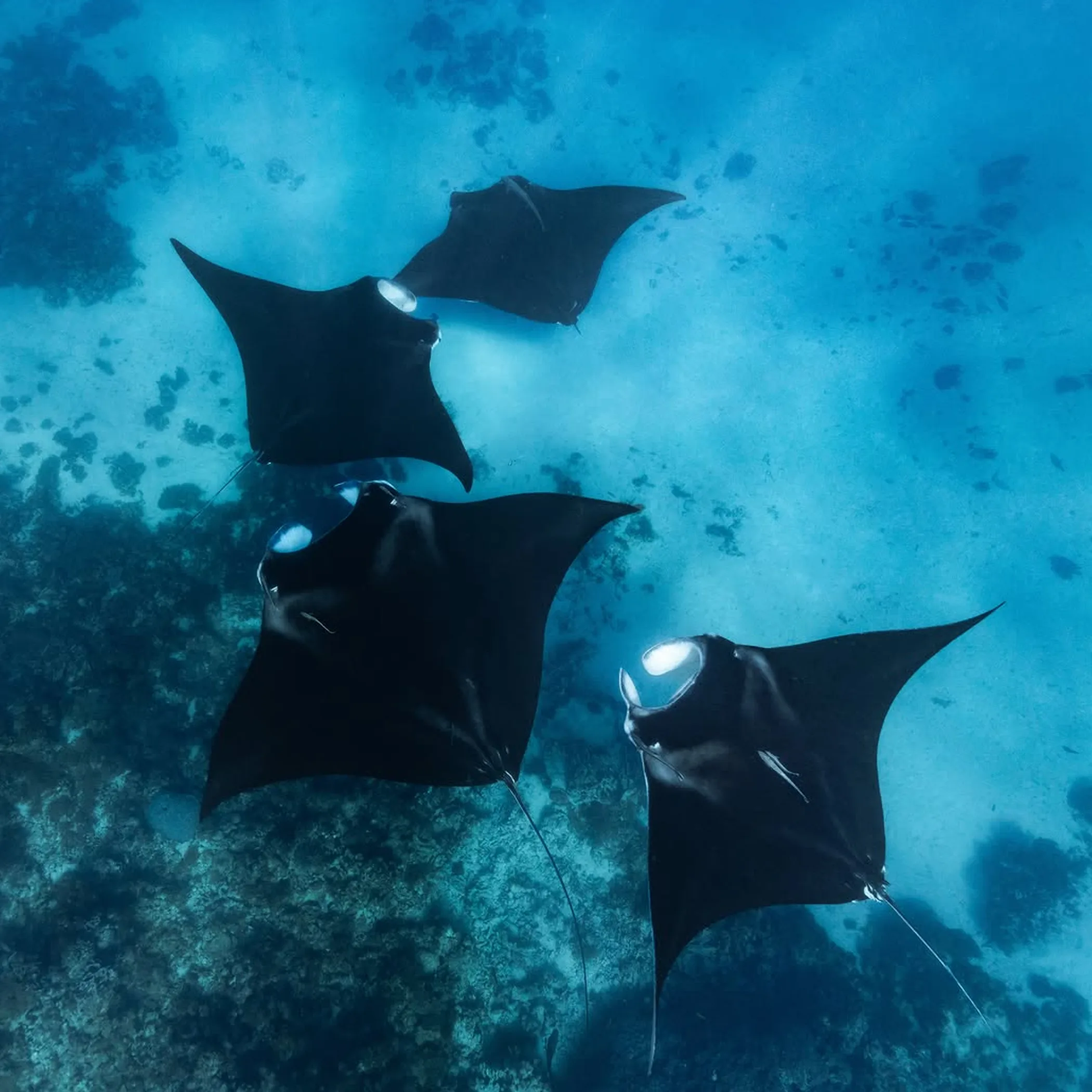 clear underwater manta rays at reef